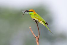 Green Bee Eater Stock Photography Green Bee Eater Stock Photography