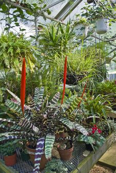 Greenhouse Plants Stock Photo Greenhouse Plants Stock Photo