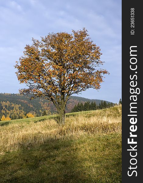 Landscape in the foothills of the Eagle Mountains, rowan tree in the field, sunny autumn day in the Czech countryside, with brown leaves, rowan, rowan with blue sky. Landscape in the foothills of the Eagle Mountains, rowan tree in the field, sunny autumn day in the Czech countryside, with brown leaves, rowan, rowan with blue sky