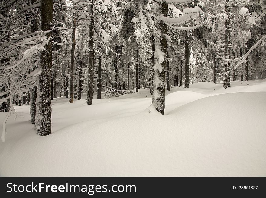 Spruce Trees In The Snow