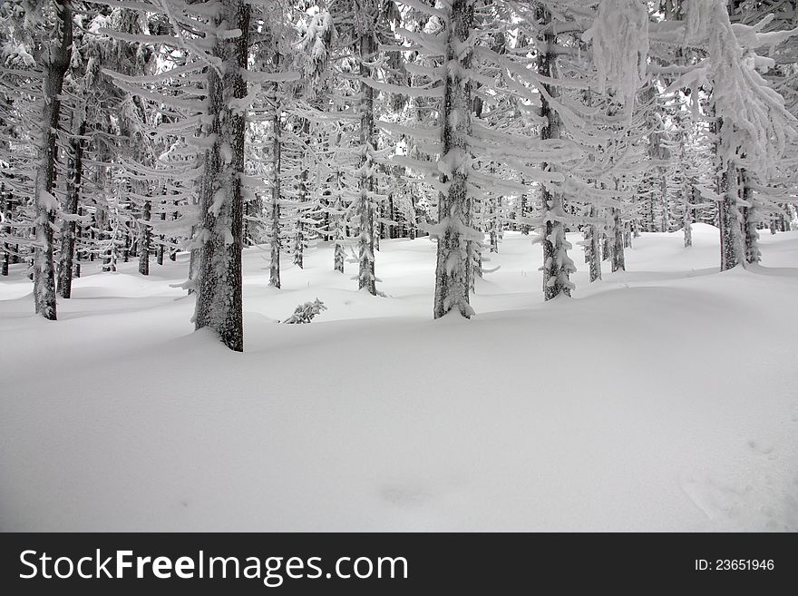 Frozen Forest