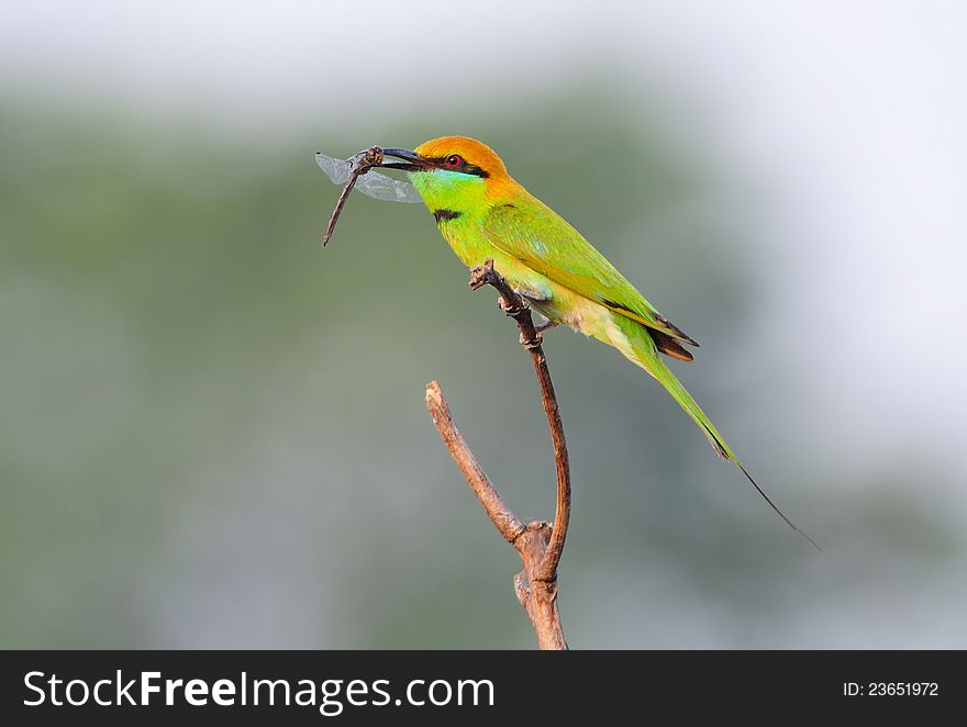 Green Bee Eater with dragonfly for foods