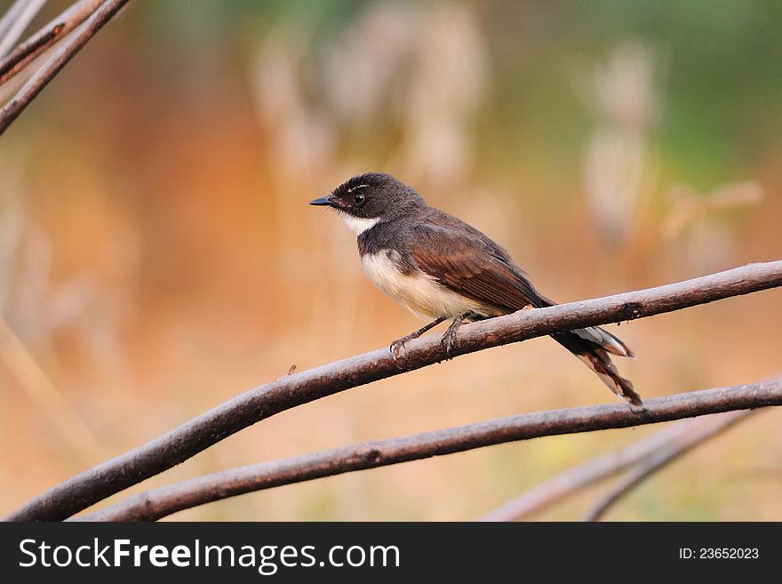 Pied Fantail perching on a branch