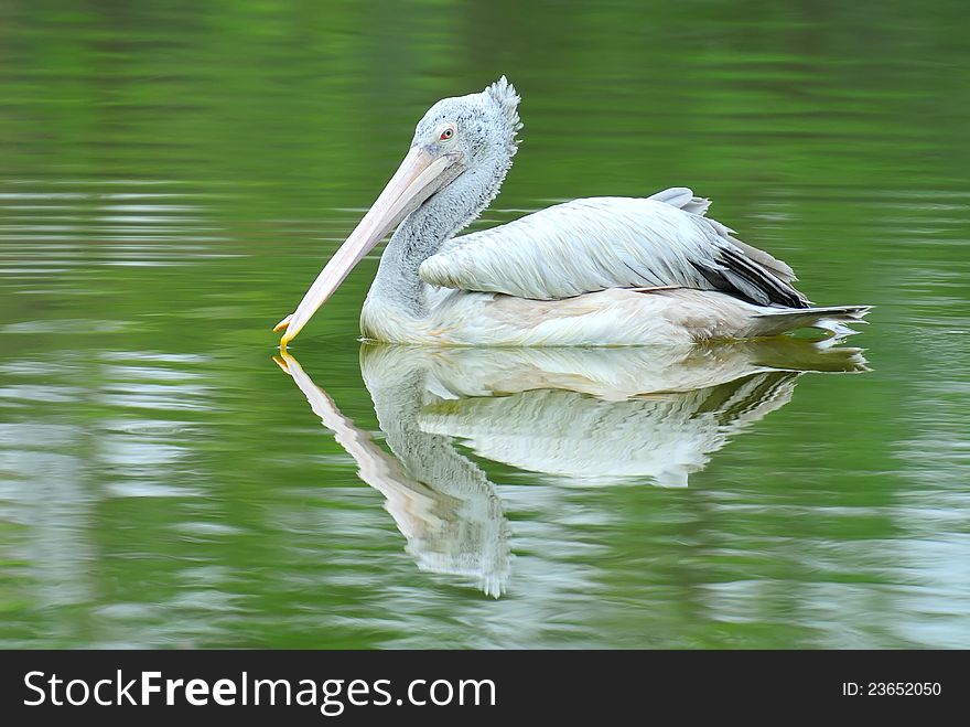Spot-Billed Pelican in a pond