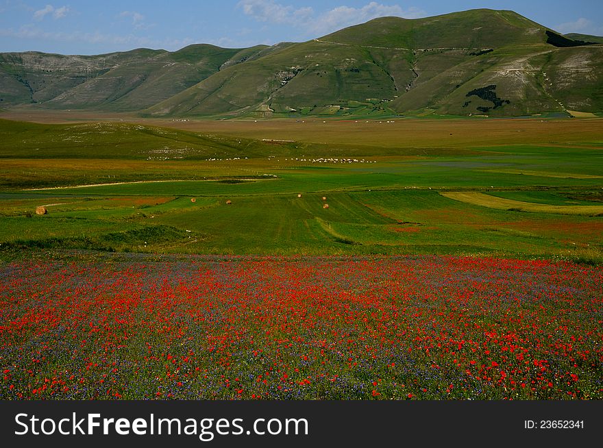 Many flowers in the summer season. Many flowers in the summer season