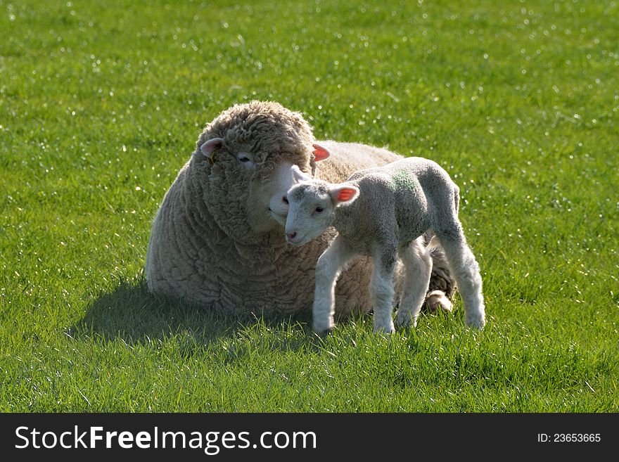 Newborn Lamb in Spring Takes its First Steps While its Mother Looks On. Newborn Lamb in Spring Takes its First Steps While its Mother Looks On.