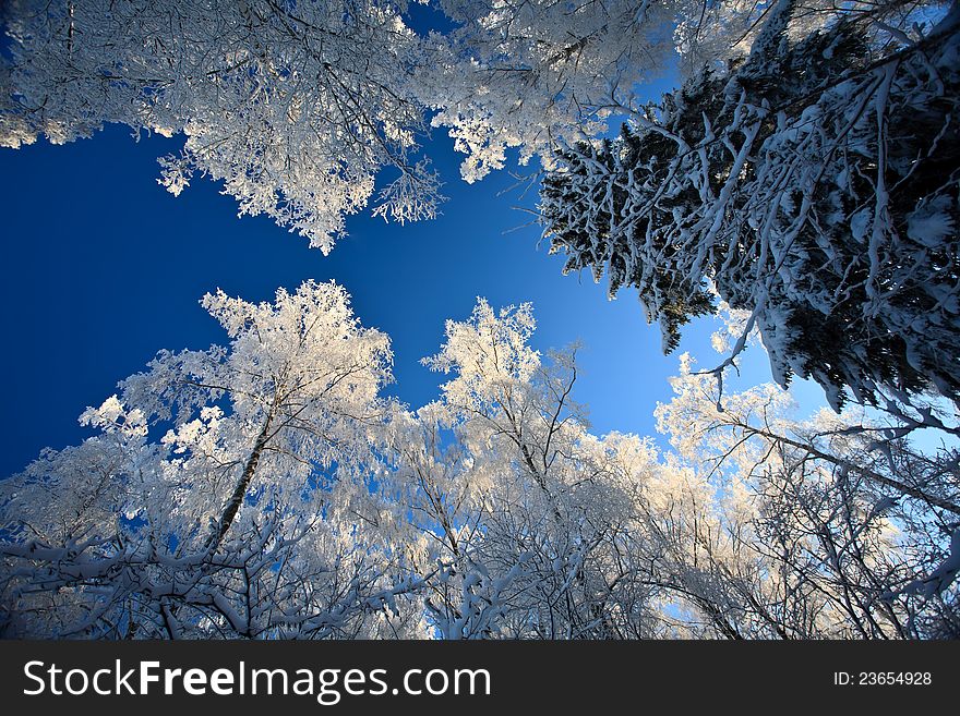 Branch ice sky winter sun