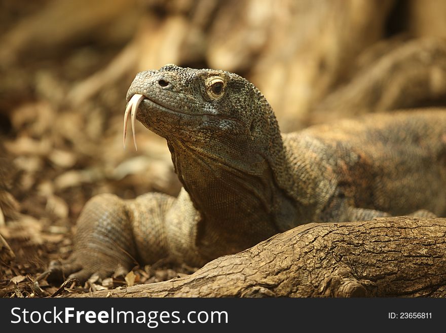 Portrait of a Komodo Dragon