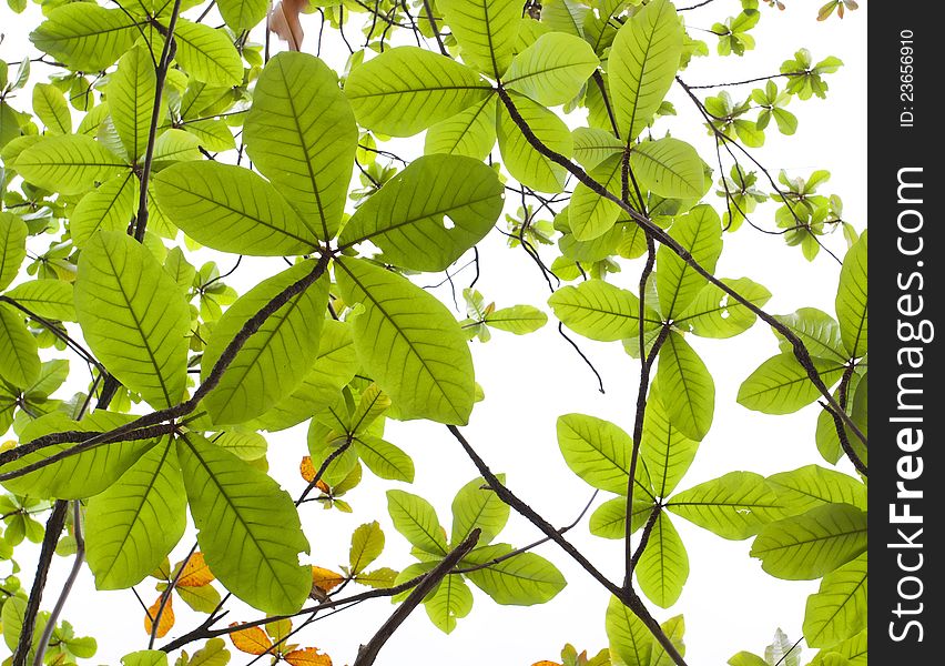 Green leaves on white background. Green leaves on white background