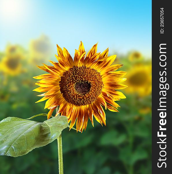 Sunflower fields and sky background