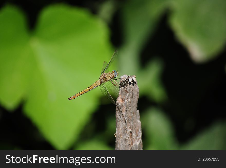 A closeup photograph of a dragonfly