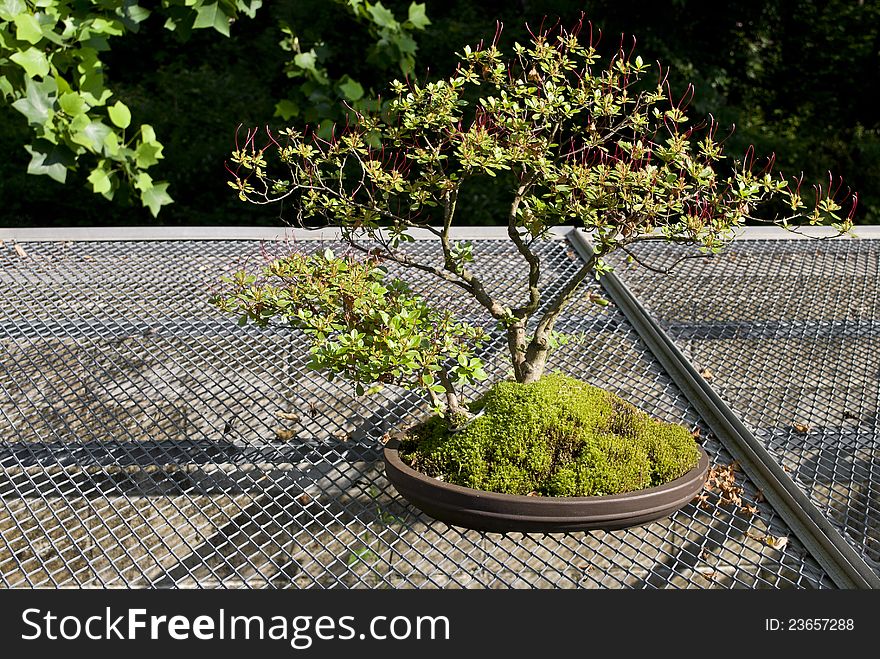 A bonsai tree outdoors in a planter during late Spring.