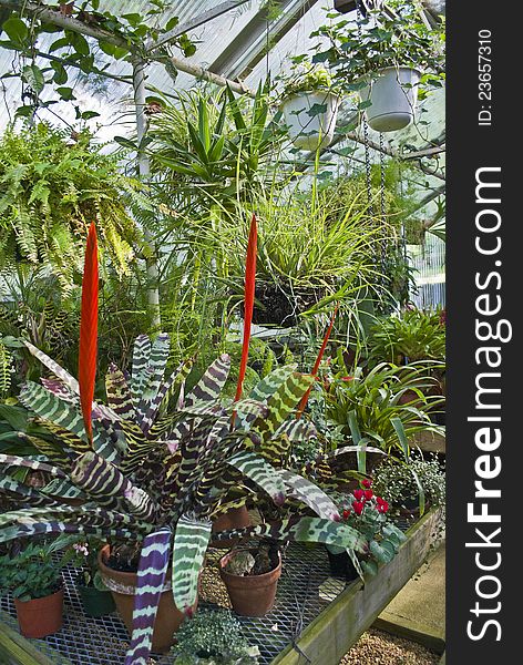 An interior view of a greenhouse and various houseplants. An interior view of a greenhouse and various houseplants.