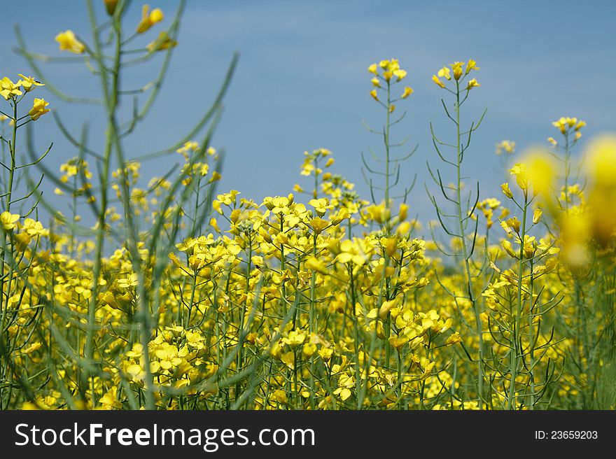 Flowers of Rape against the blue sky