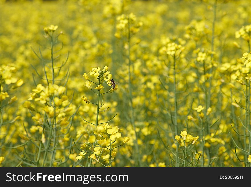 Field of flowers, close-up. Field of flowers, close-up