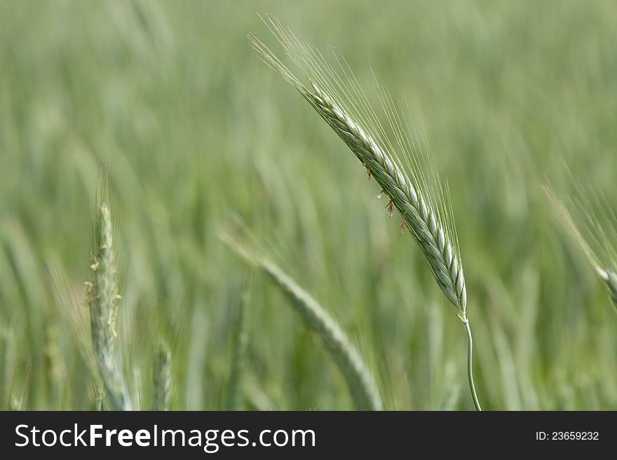 Background image of green barley field