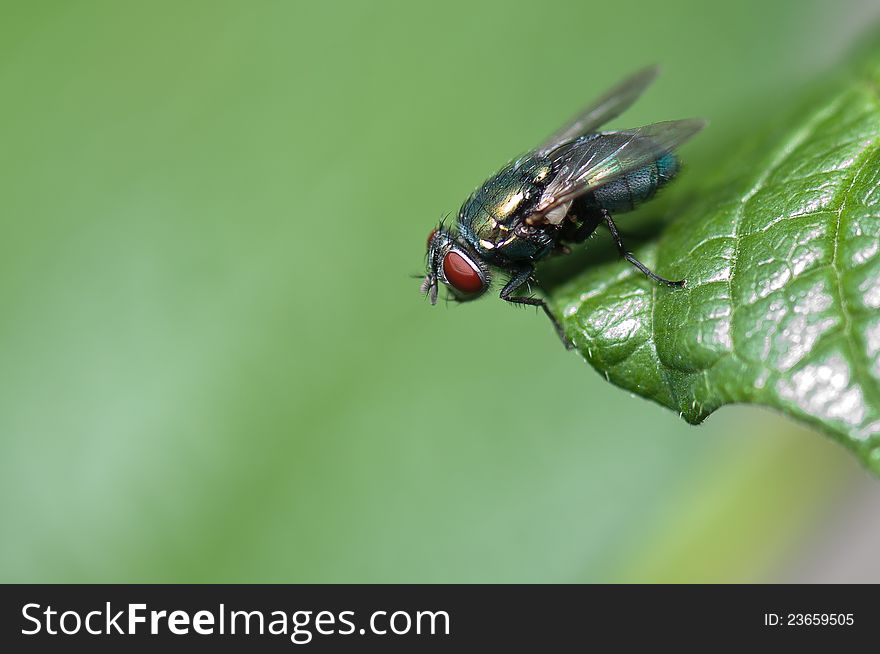 A fly standing at the edge of a green leaf. A fly standing at the edge of a green leaf