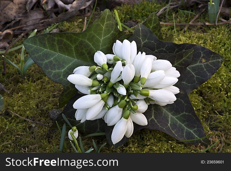 Spring snowdrop flowers bouquet with green background