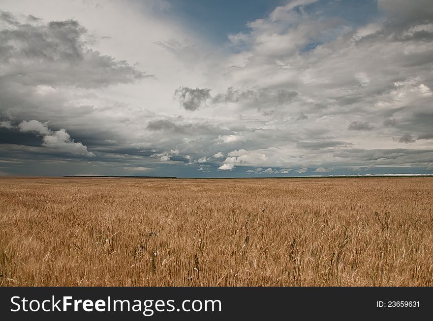 A wheat field waiting for a strom. A wheat field waiting for a strom