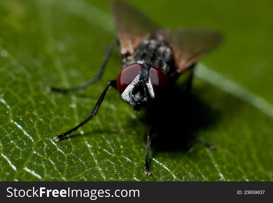 A fly against a green leaf. A fly against a green leaf