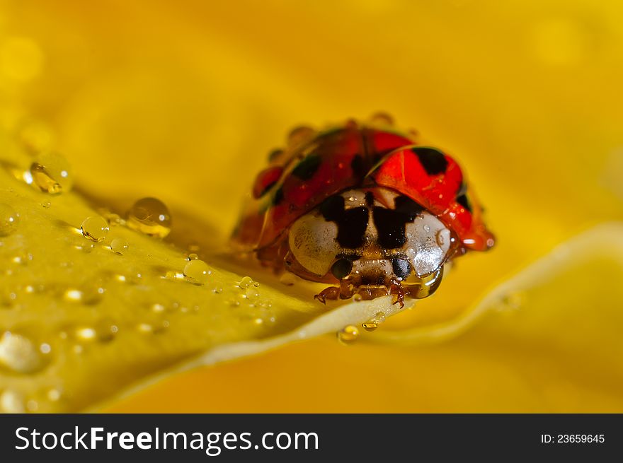 Weevil On A Petal