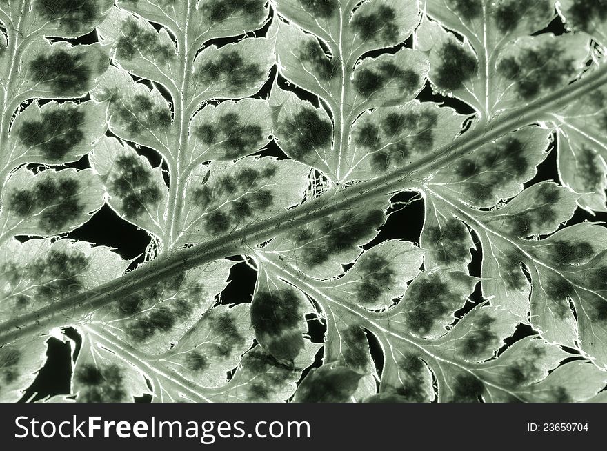 A fern close-up against a black background