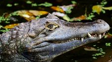Crocodile Stock Photography Crocodile Stock Photography