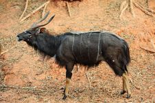 Nyala Antelope &x28;Male&x29; Stock Image
