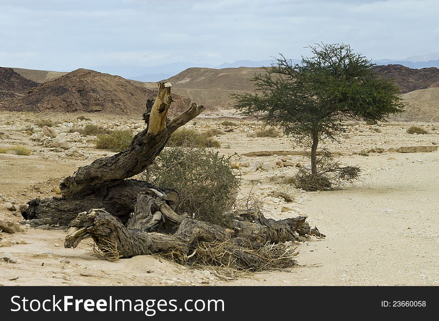 Spring time in Timna park, Israel