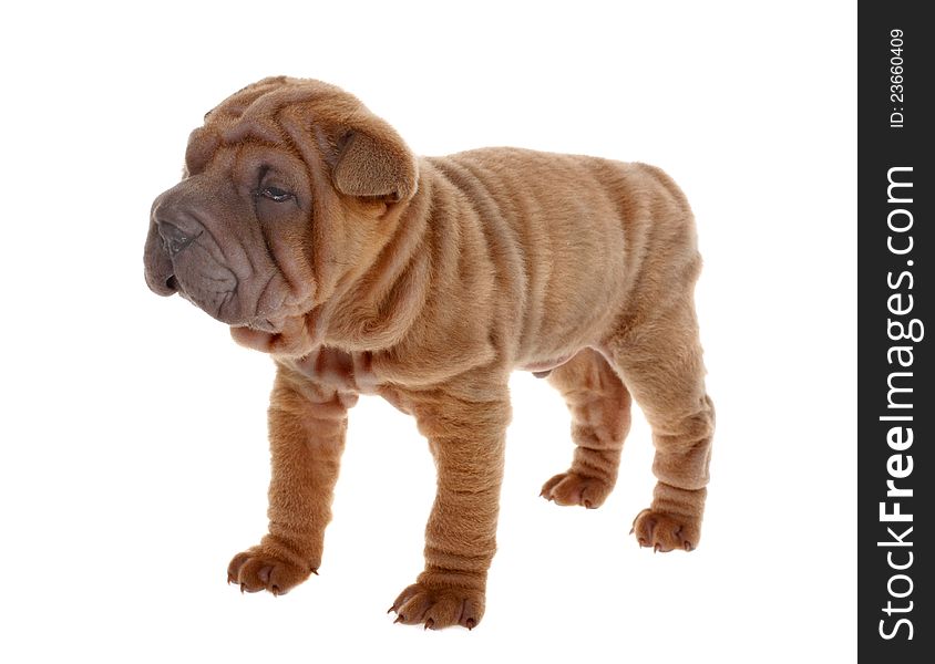 A tan Sharpei puppy isolated on white