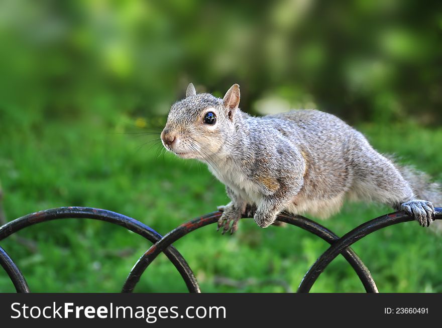 Squirrel in the park looking at the people and asking for food