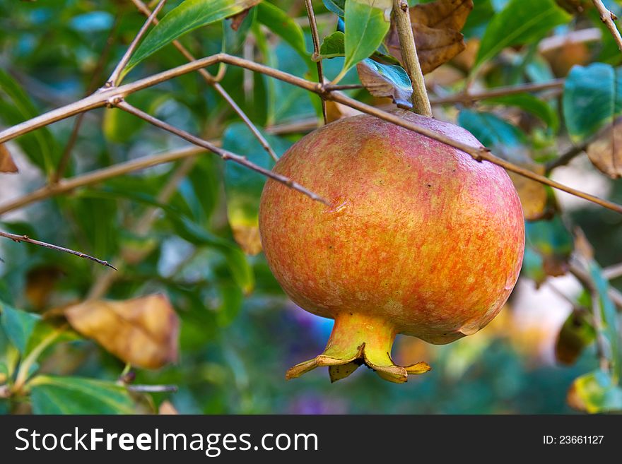 A pomegranate growing on the tree. A pomegranate growing on the tree