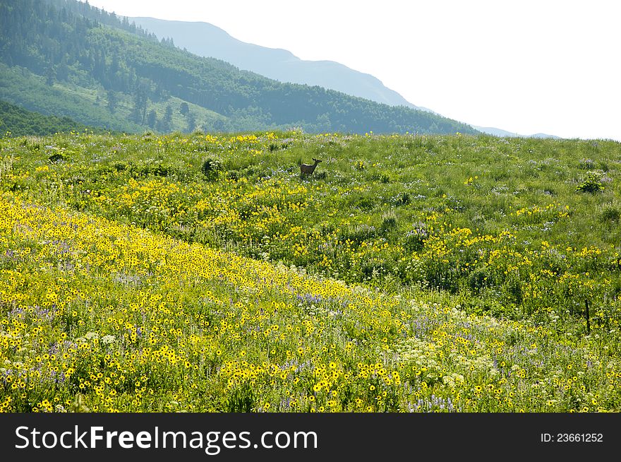 Field of wildflowers in a mountain range.