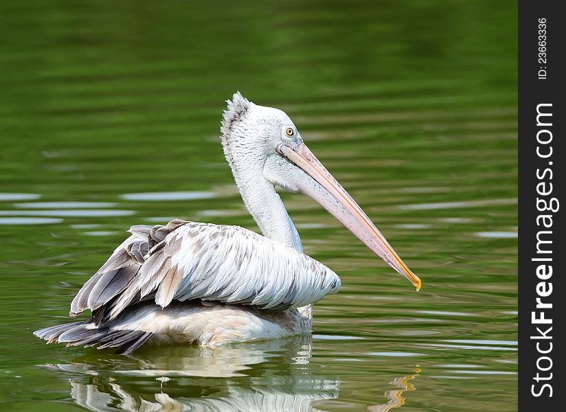 Spot-Billed pelican swimming in a pond