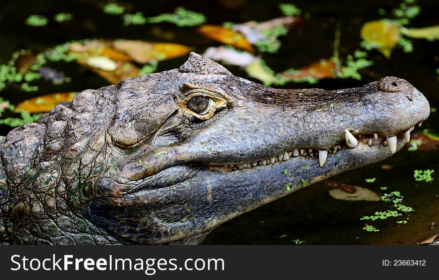 Close up of Crocodile's face
