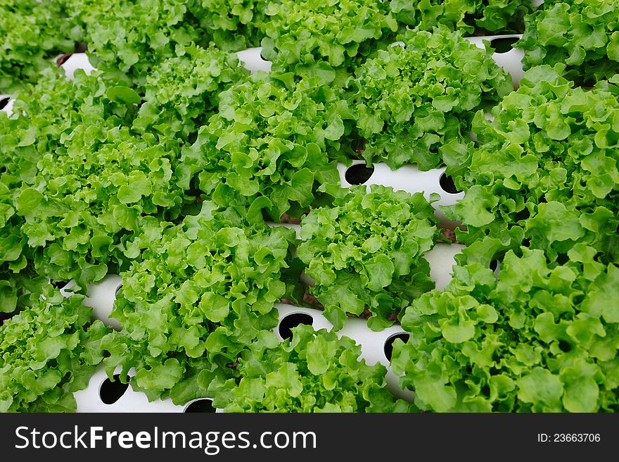 Close up of Hydroponic Vegetable