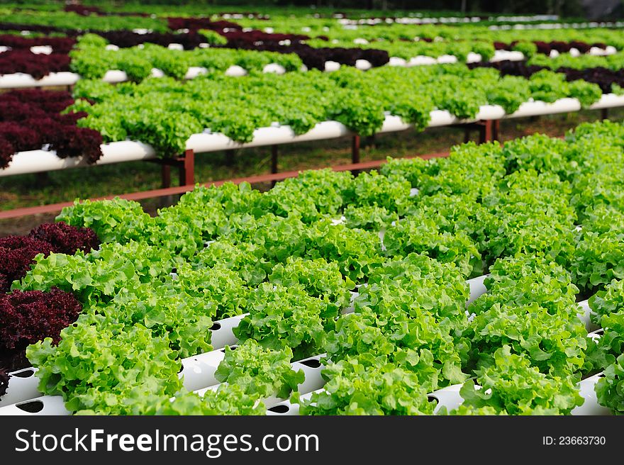 Hydroponic Vegetable Farm in Thailand