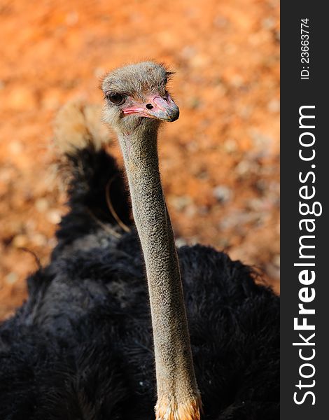 Male Ostrich in a zoo