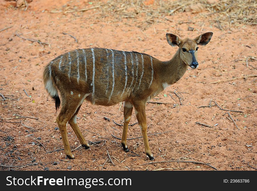 Nyala Antelope in a zoo. Nyala Antelope in a zoo