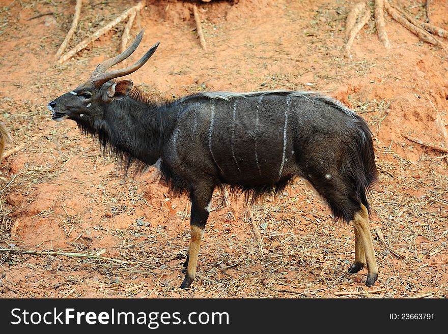 Nyala Antelope &x28;Male&x29