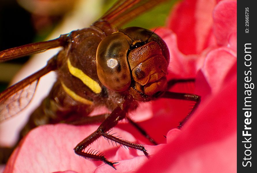 Brown hawker dragonfly (Aeshna grandis) sitting on a red flower. Brown hawker dragonfly (Aeshna grandis) sitting on a red flower