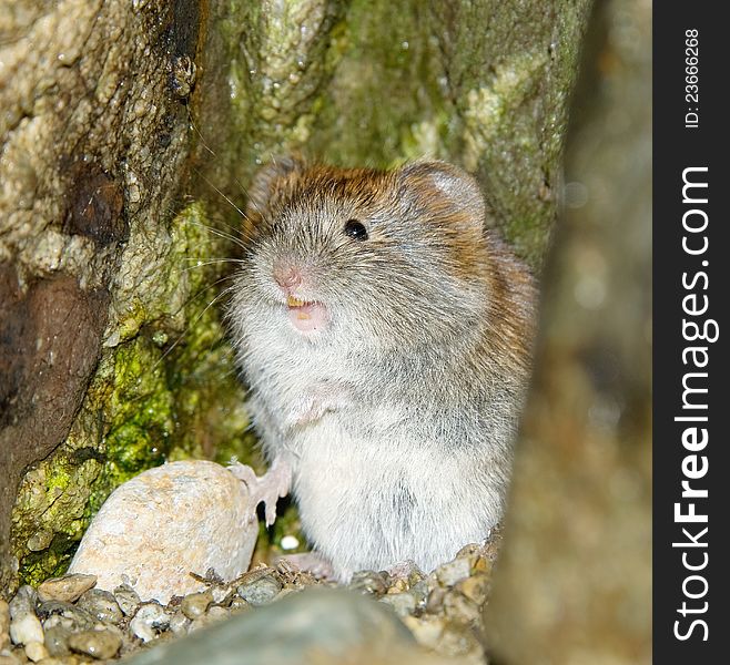 A little gray mouse with black eyes