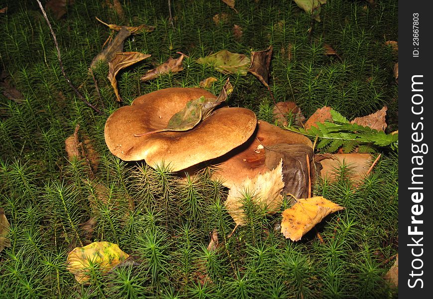 Honey agarics under a birch. Honey agarics under a birch