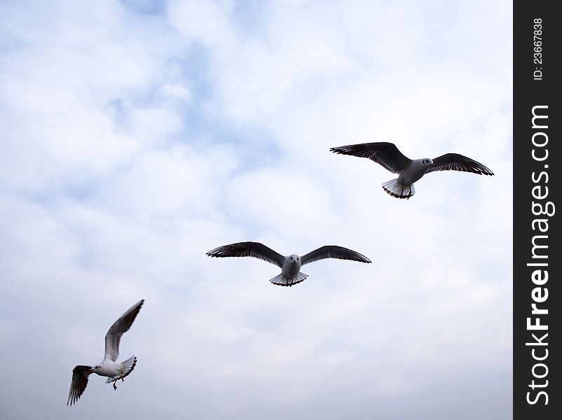 Three seagulls flying, cloudy weather