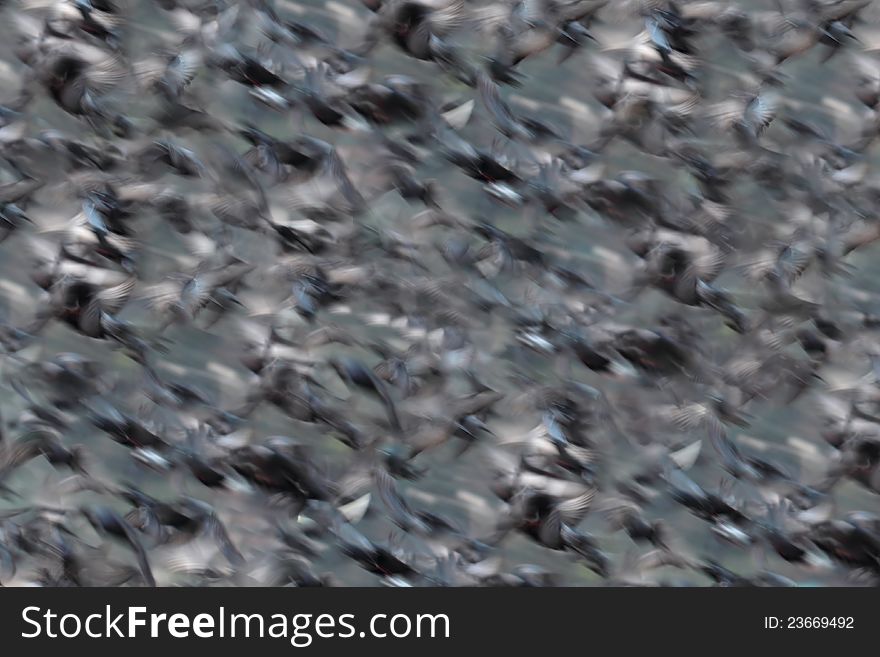 Birds in flight. Abstract background