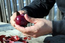 Peeling Red Onion Stock Photography Peeling Red Onion Stock Photography