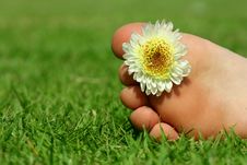 Feet And The Flower Royalty Free Stock Photos Feet And The Flower Royalty Free Stock Photos