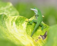 Lizard On Tropical Leaf Stock Photos Lizard On Tropical Leaf Stock Photos