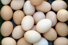 Group Of Fresh Eggs Royalty Free Stock Images