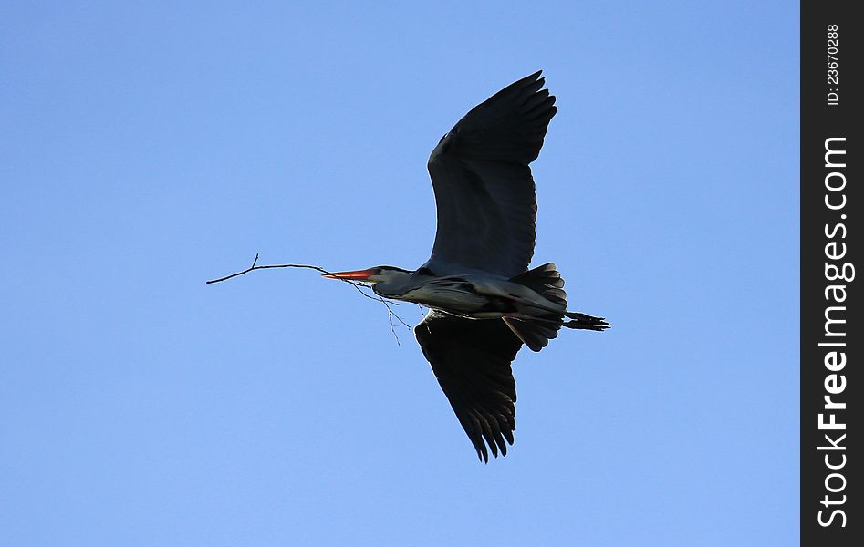 Grey Heron in flight carrying a branch